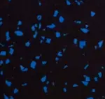 Pliteq Puzzle Rubber Floor - 15% Ocean Blue - 5mm (3/16") x 2' x 2' , 36sf/Box